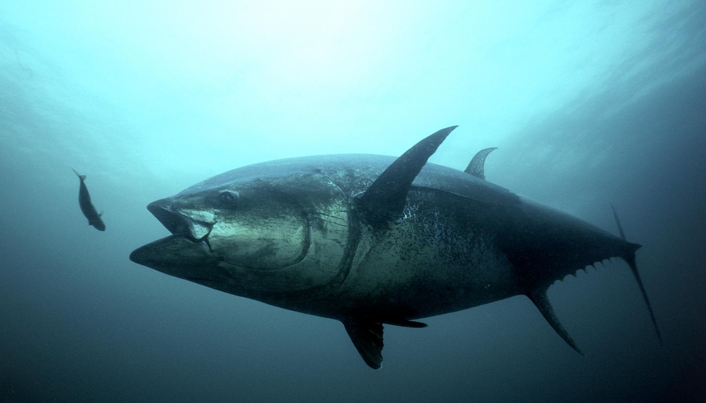 giant bluefin tuna