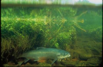 Atlantic Salmon