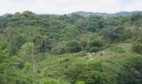 A Patch of Pasture Next to Rainforests at Different Stages of Recovery from Deforestation in Panama