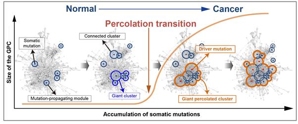 Critical Transition Phenomenon by Cooperative Effect of Mutations in Tumorigenesis