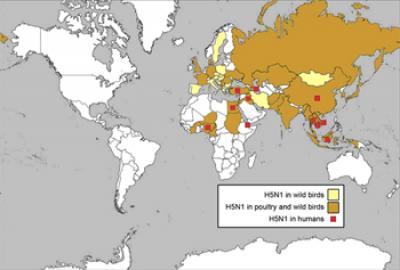 Incidence of Avian Flu