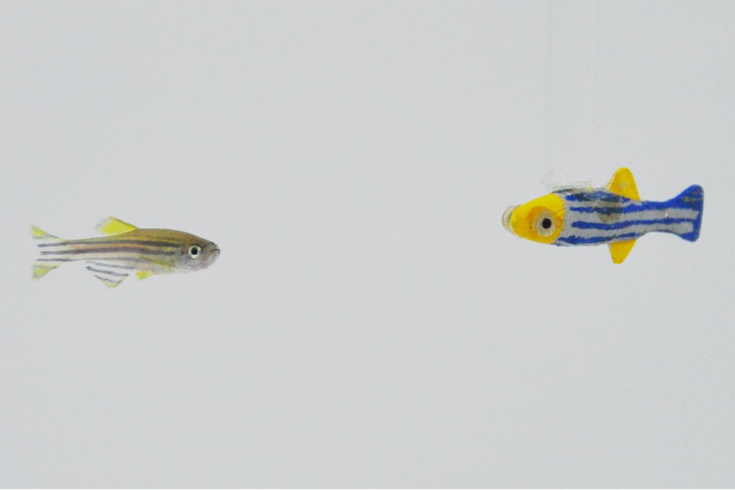 Realistic Robots Attract Real Zebrafish