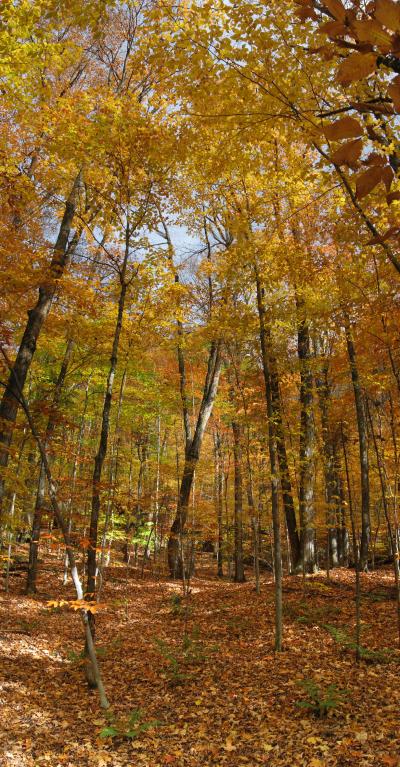 Northern Hardwood Forest