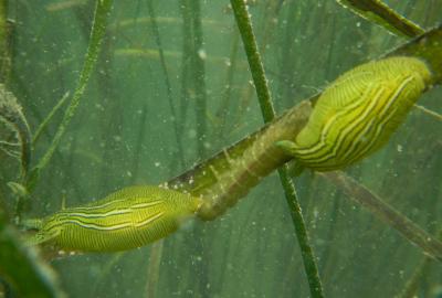 Sea Slugs and Idotea
