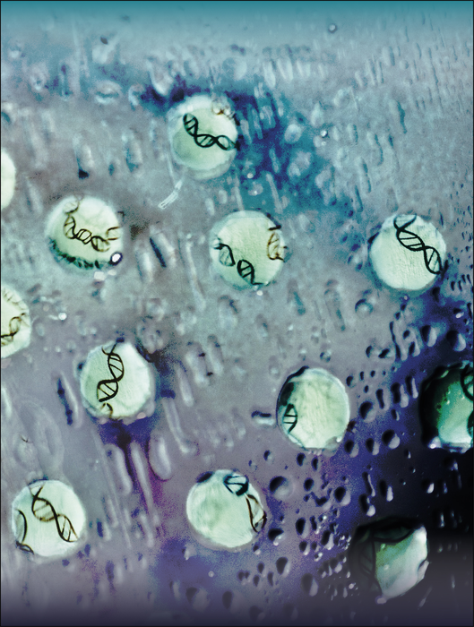 Droplets of transcription factors