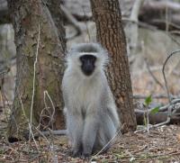 Male Vervet Monkey