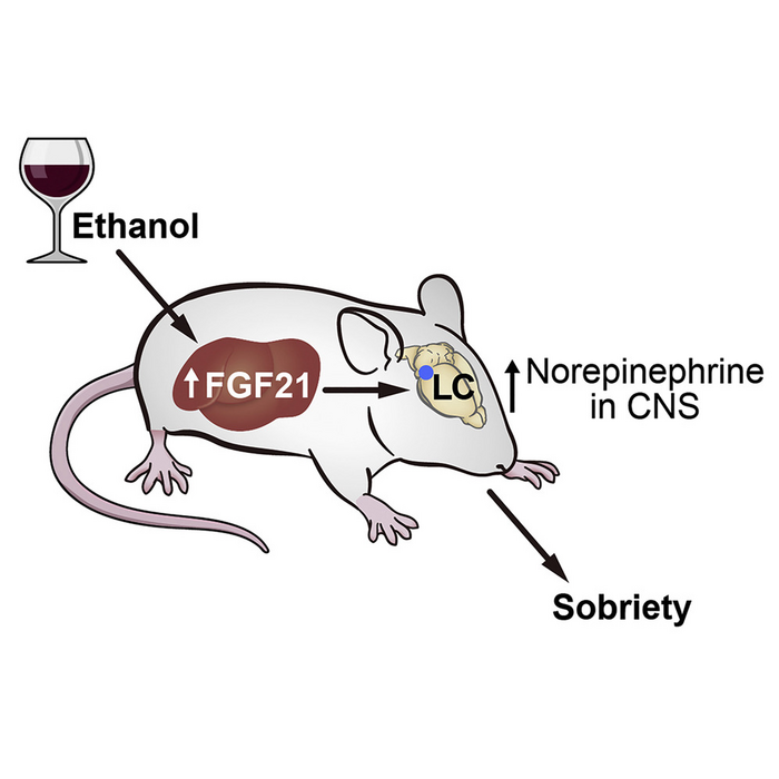 FGF21 counteracts alcohol intoxication by activating the noradrenergic nervous system