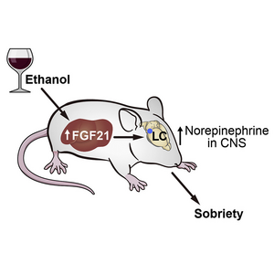 FGF21 counteracts alcohol intoxication by activating the noradrenergic nervous system