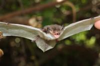 White-Winged Bat