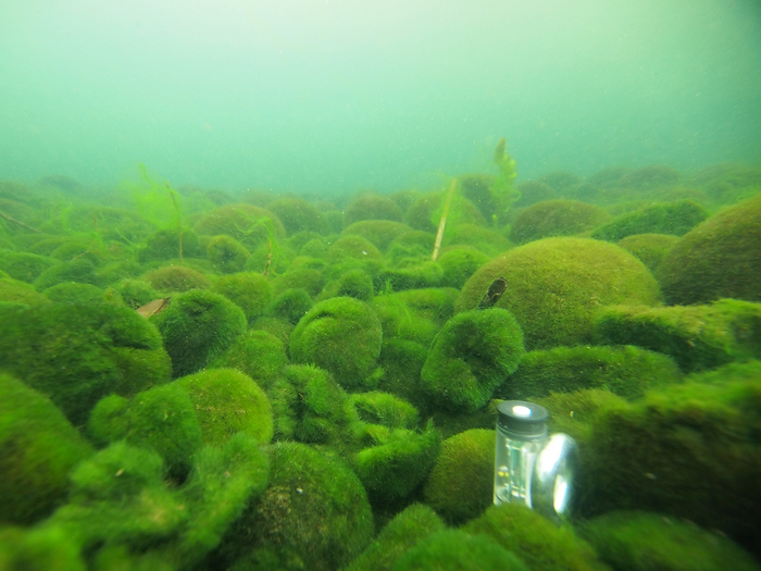 Got my Japanese Marimo Moss Balls (actually algae), intended to live for  decades and passed through generations. They only need water and a bit of  sun and will grow sloowwwwly. : r/gardening