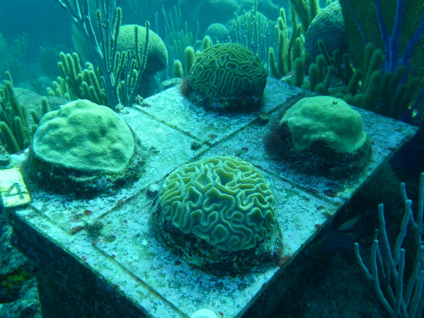 Temperature, It Turns Out, Greatly Influences Coral Skeleton Building (4 of 5)