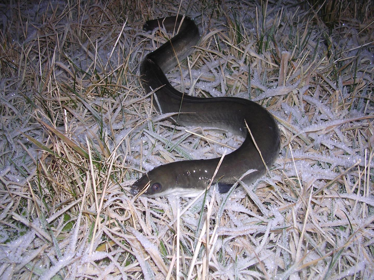 Internal Compass Guides Glass Eels As They Swim, In Time with the Tides (3 of 15)