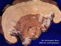 Tree Rings: Ancient Evidence Today's Megafires are Truly Unusual