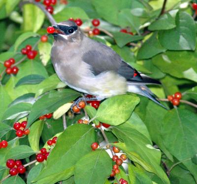 Cedar Waxwing Bird