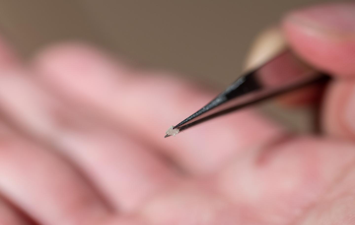 Micro-Bristle-Bot Is About Two Millimeters Long