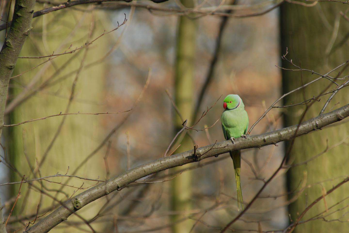 Ring-necked Parakeet in Brussels