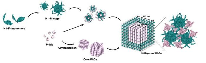 In-cell assembly process of H1-Fr/PhC