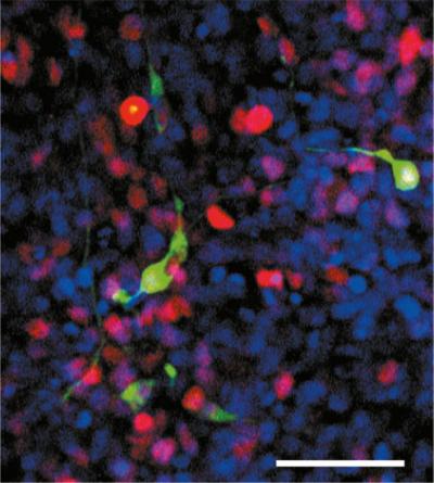 LCSB Researchers Predict Cell Conversion Factors