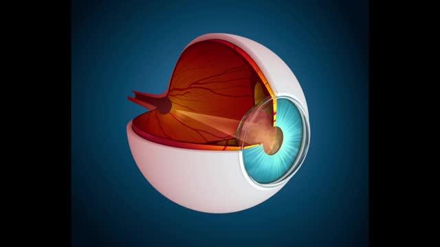 New Research Identifies a Molecular Cycle that Lead to Diabetic Blindness