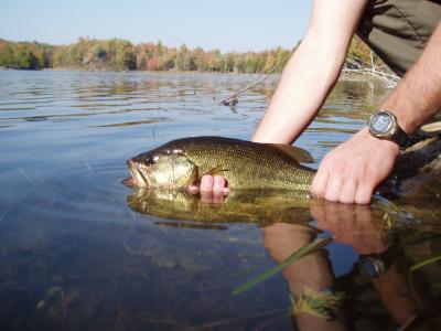 Largemouth Bass