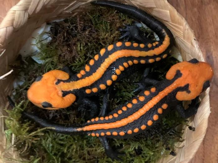 Newly discovered crocodile newt