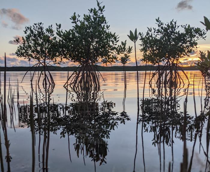 Sentinel mangroves