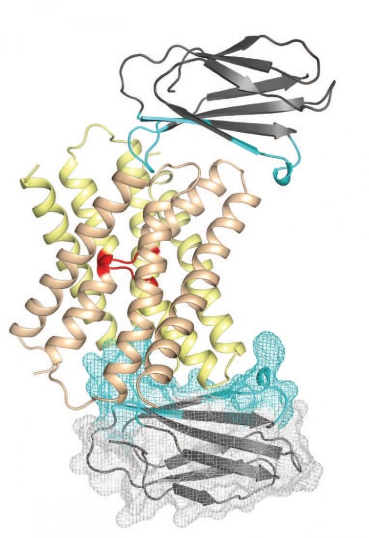 Fluoride Ion Channel with Monobodies Attached