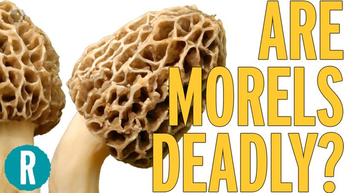 This Edible Mushroom Could Kill You (video)