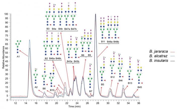 Glycoproteomics Analysis: The Sweeter Side of Venom