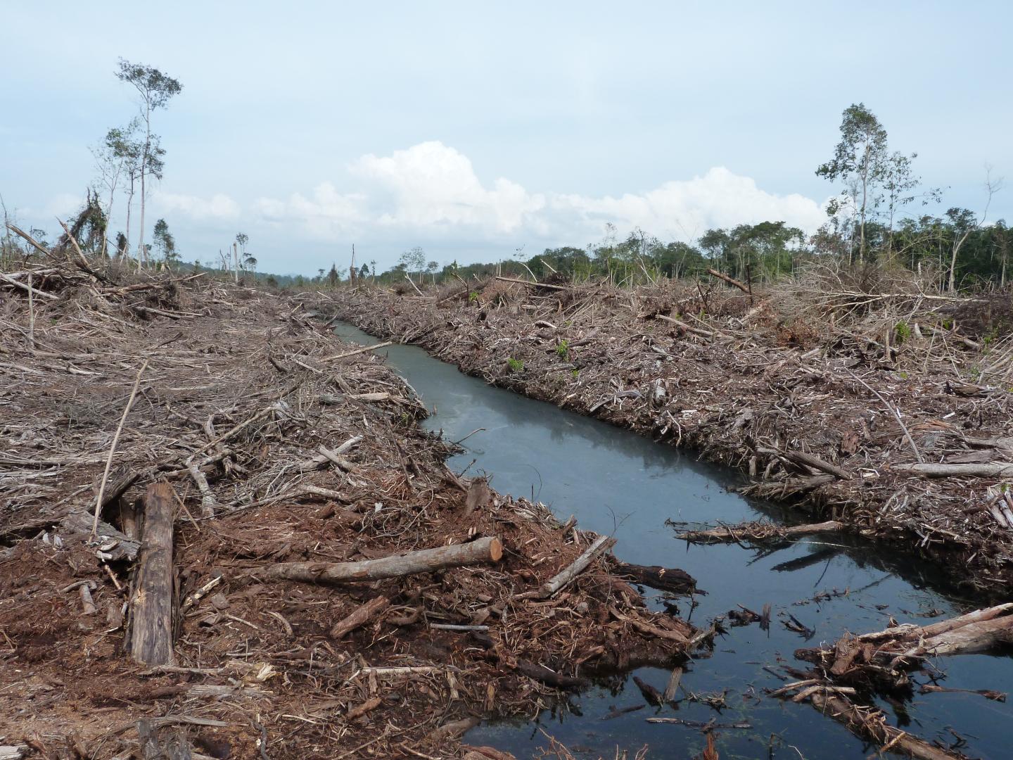 Palm Oil Site in Malaysia