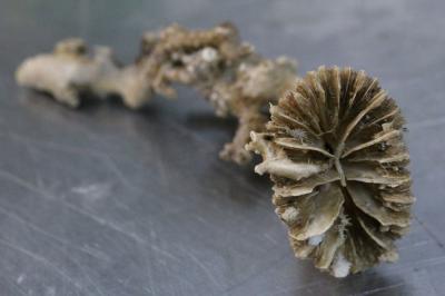 Fossil Cold-Water Coral <i>Desmophyllum dianthus</i>