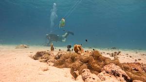 Researchers dive to conduct experiments on Caribbean coral reef