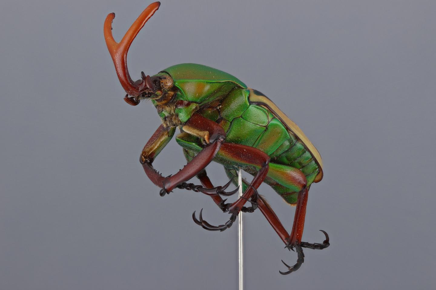 <i>Eudicella</i> sp. Beetle