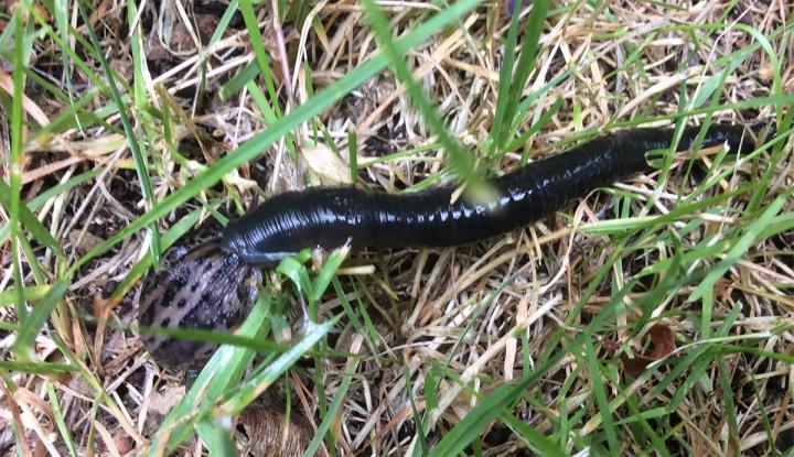 The Giant Slug Being Preyed on by a Leech