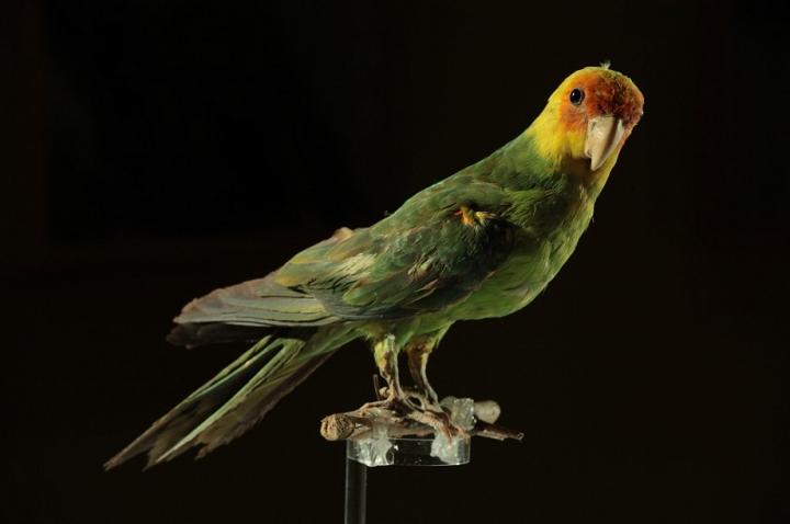 Carolina Parakeet
