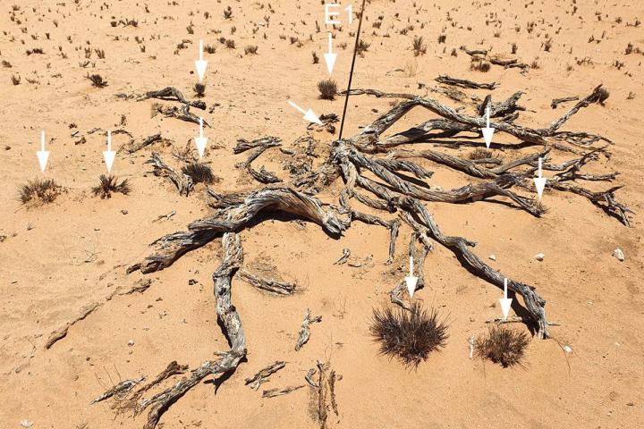 Fairy Circles with Decaying Euphorbia