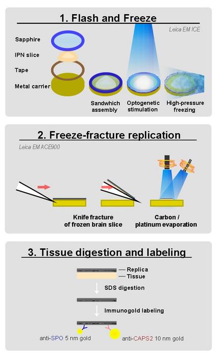 Flash and Freeze-fracture explained