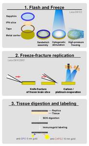 Flash and Freeze-fracture explained