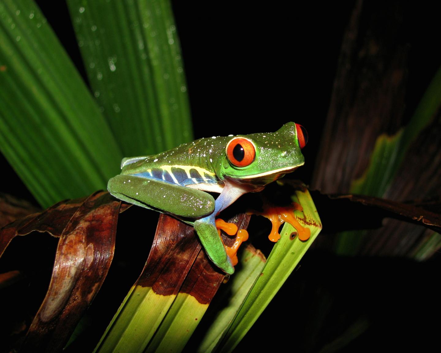 Red-Eyed Tree Frog