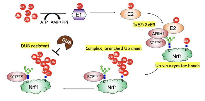 Unique ubiquitination of Nrf1