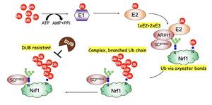 Unique ubiquitination of Nrf1