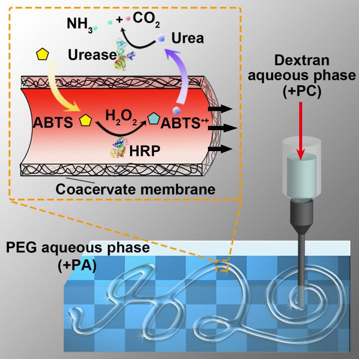 Scientists Build a Synthetic Cell System