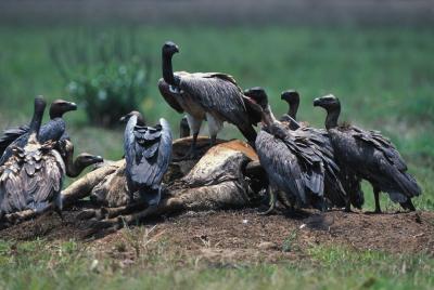 Vultures in Cambodia