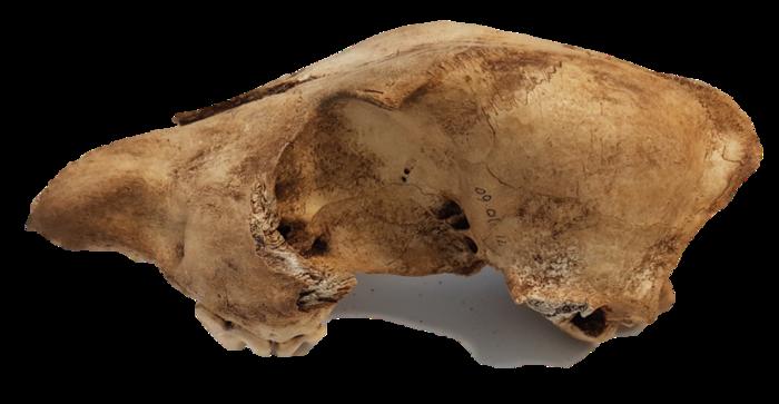 400-year-old female dingo skull