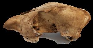 400-year-old female dingo skull