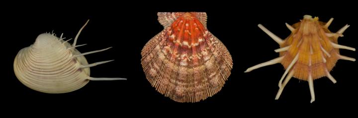 Mass Extinctions Remove Species but Not Ecological Variety