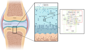 cell behaviour