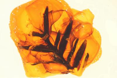 Amber Sample from Canada