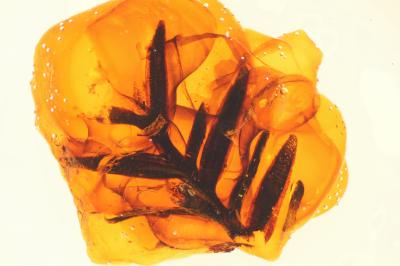 Amber Sample from Canada