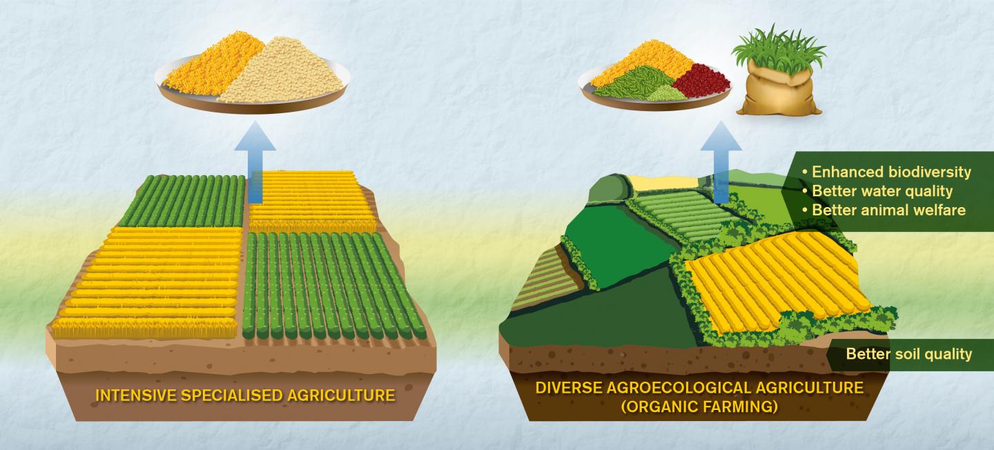 Comparisons between Organic and Conventional Agriculture Need to Be Better, Say Researchers